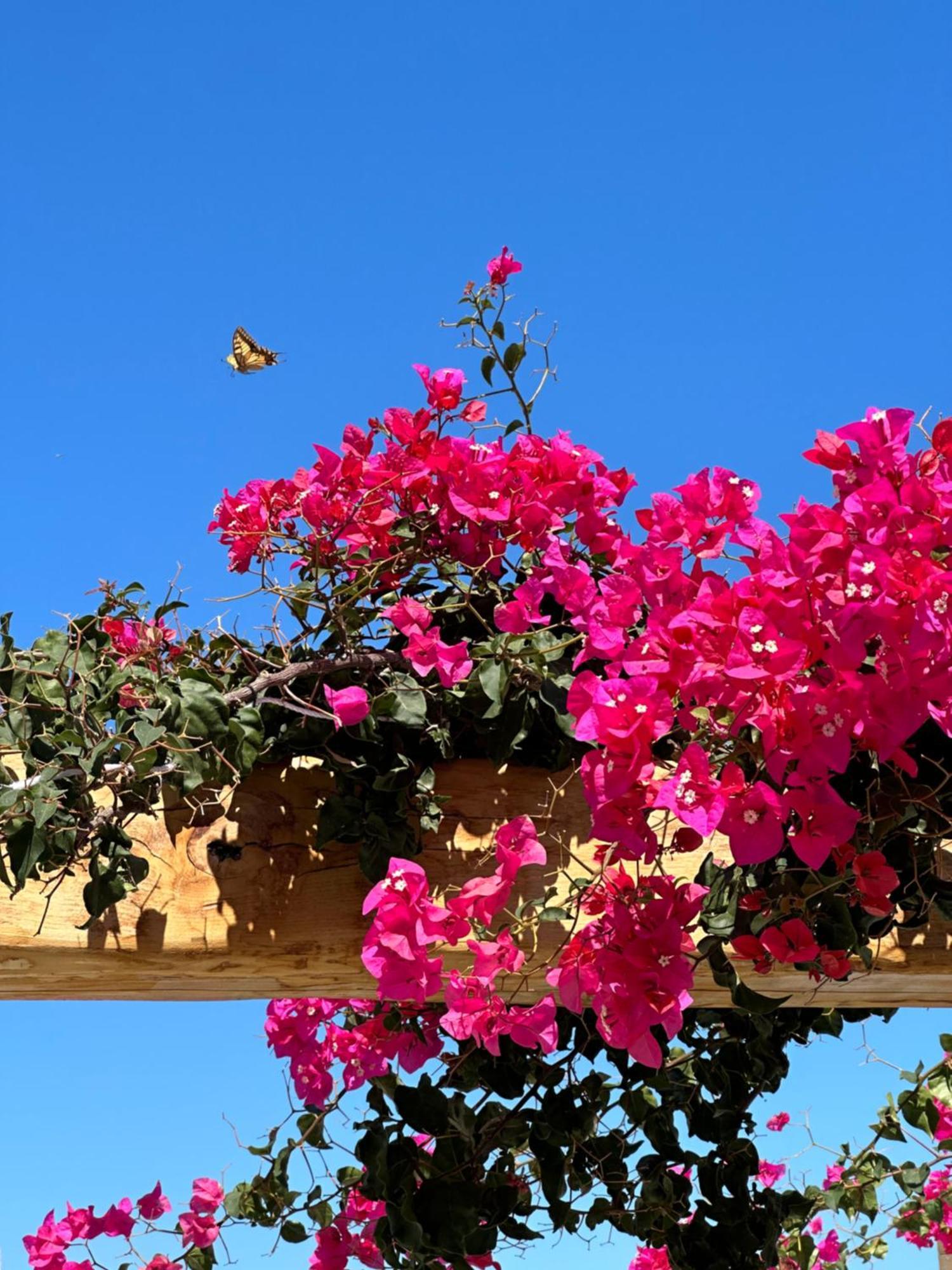 Alio Naxos Luxury Apartmán Agios Georgios (Naxos)