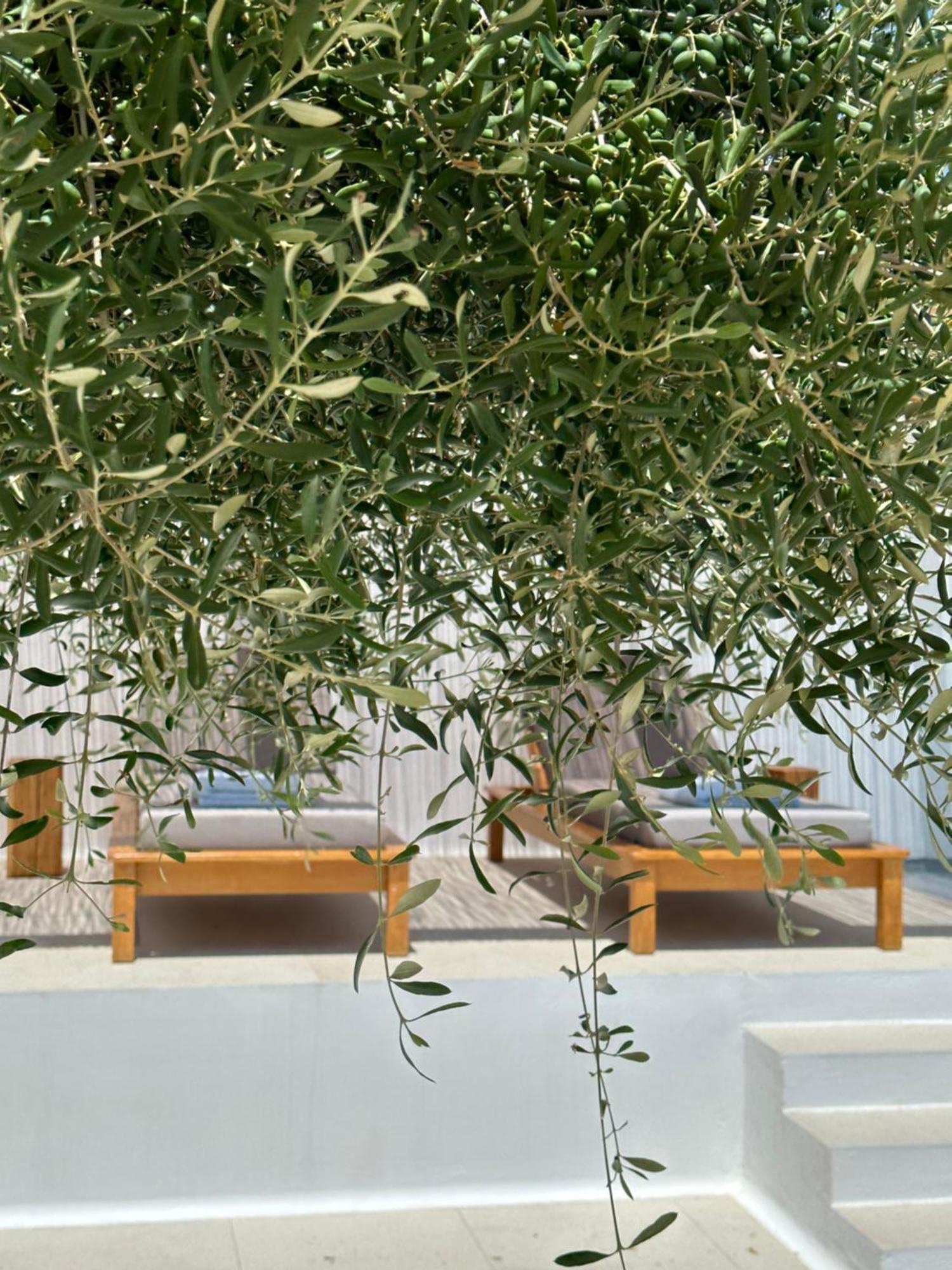 Apartment Alio Naxos Luxury Agios Georgios (Naxos)